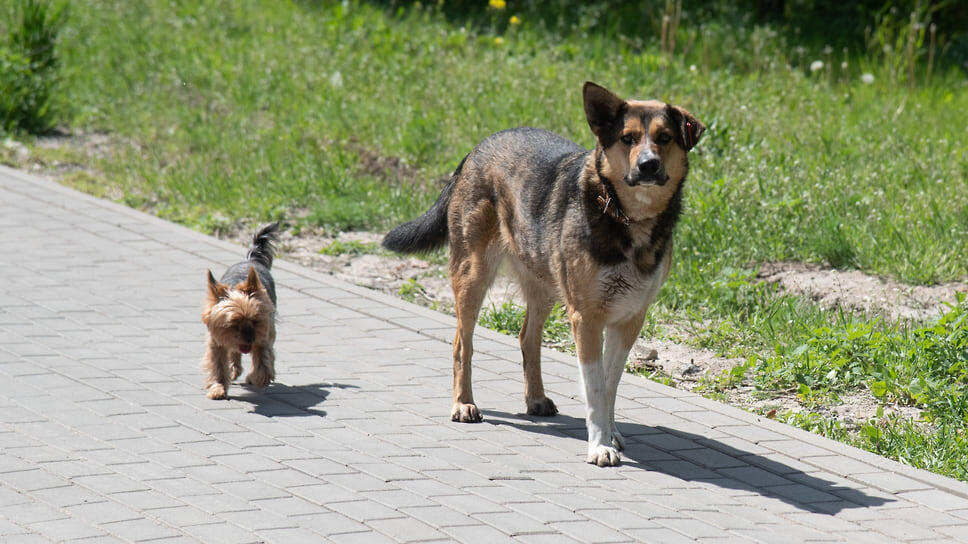 Фото: Олег Харсеев / Коммерсантъ