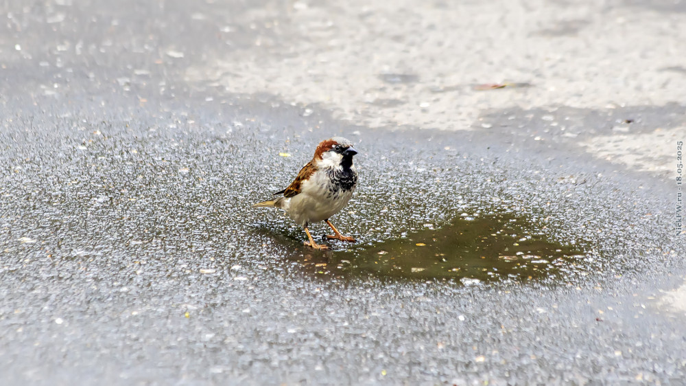 2. Домовый воробей — самец © NickFW.ru — 18.05.2025г.