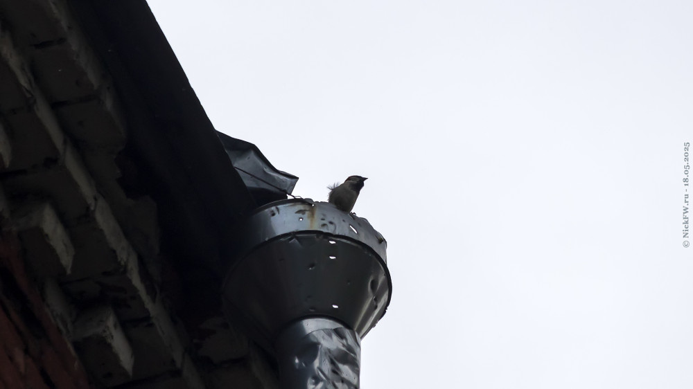 1. Воробей на сливной воронке водостока дома №7 по Ботаническому переулку © NickFW.ru — 18.05.2025г.