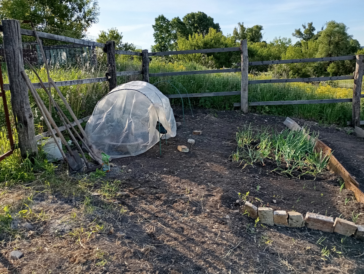 Импровизированный парник.
