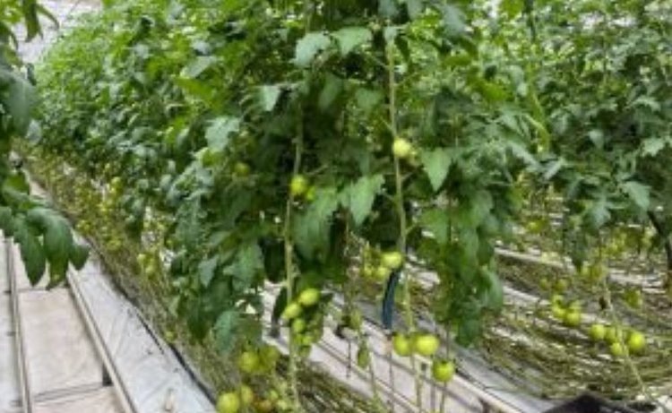    13 тепличных комплексов Башкортостана прошли карантинный фитосанитарный мониторинг