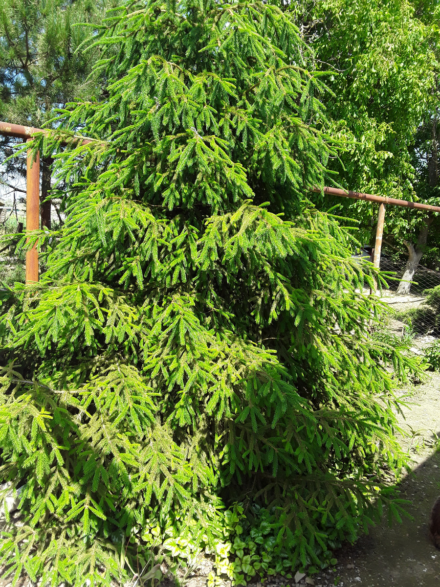 Моя ёлка. Настоящая лесная.