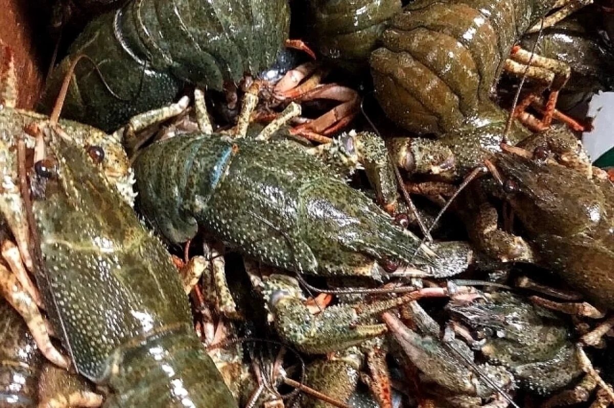    Более 10 тысяч живых раков нашли в гараже Ростова-на-Дону.