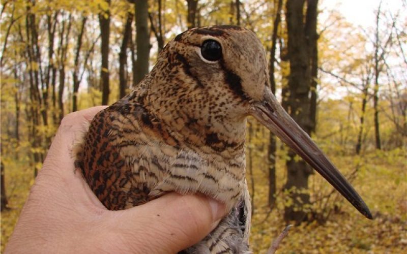 Всероссийский учет вальдшнепа на тяге: как охотники помогают науке  / Охотрыболовконсалтинг (Николай Середа)