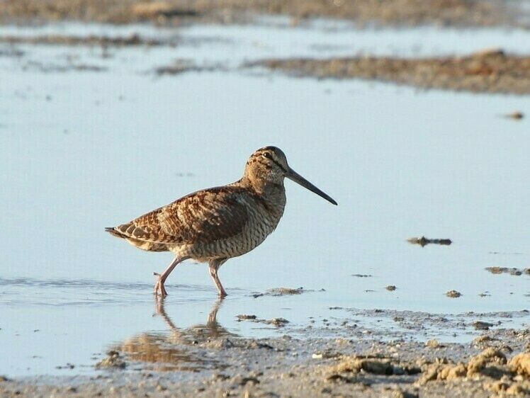 Всероссийский учет вальдшнепа на тяге: как охотники помогают науке  / Охотрыболовконсалтинг (Николай Середа)