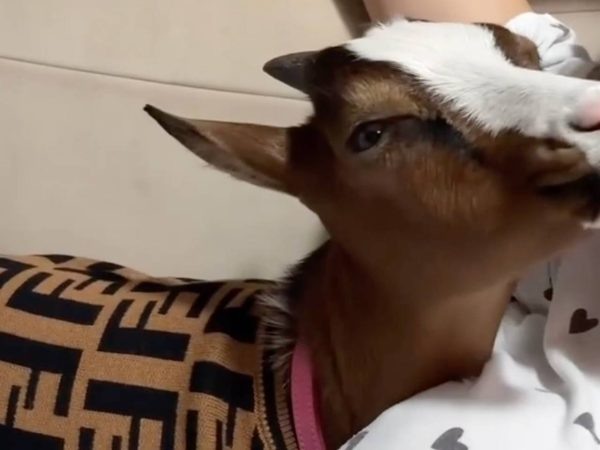    Коза Мими. Фото: Лента.ру