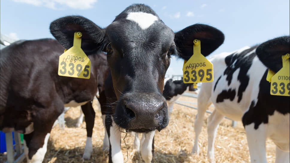 Татарстан экспортировал масложировой продукции на $319,9 млн в 2024 году.📷Фото: Олег Харсеев / Коммерсантъ