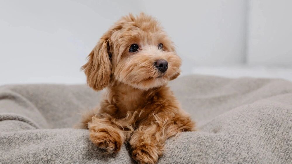    Фото: OlgaOvcharenko/Shutterstock/Fotodom