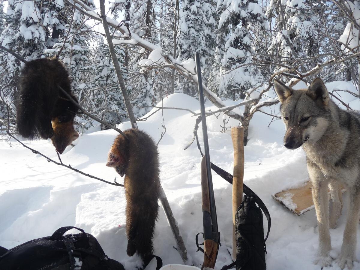 Промысловая охота должна быть трофейной.