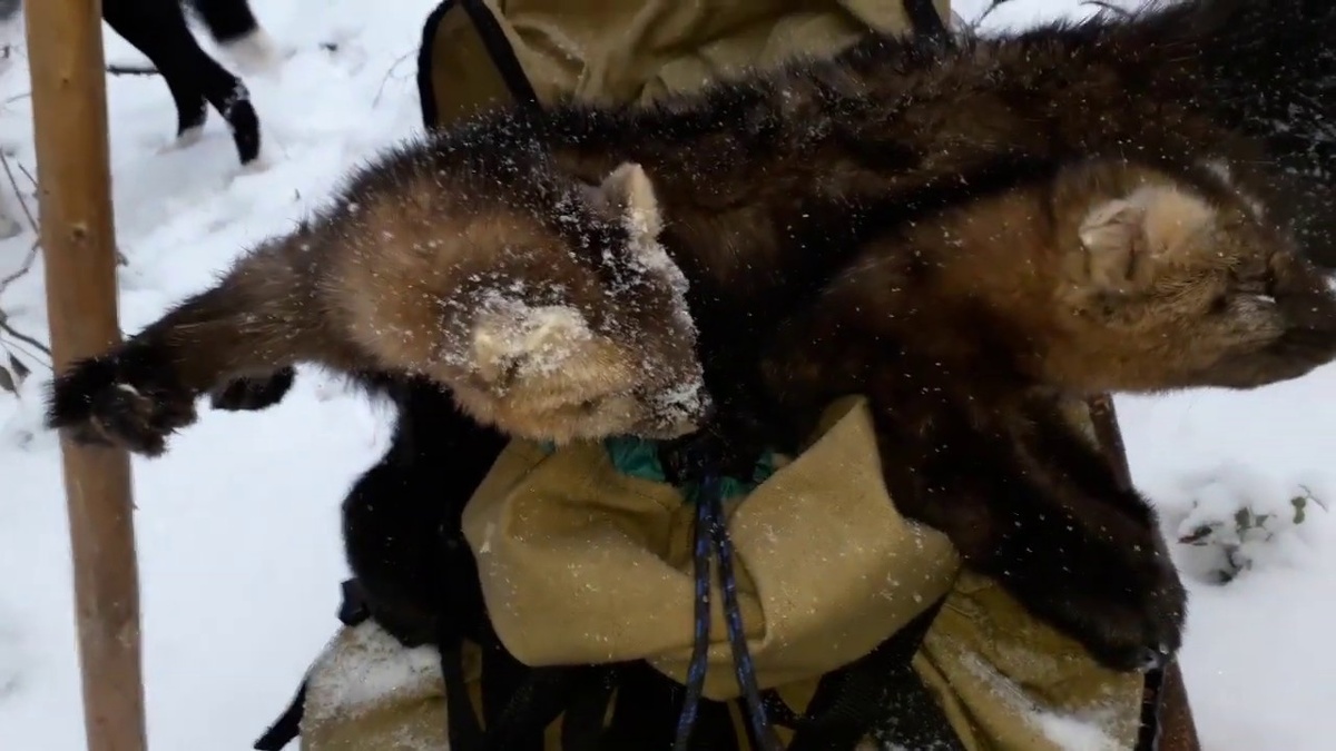 Трофейная охота на соболей приносит не только благополучие, но и считается отличным времяпровождением.
