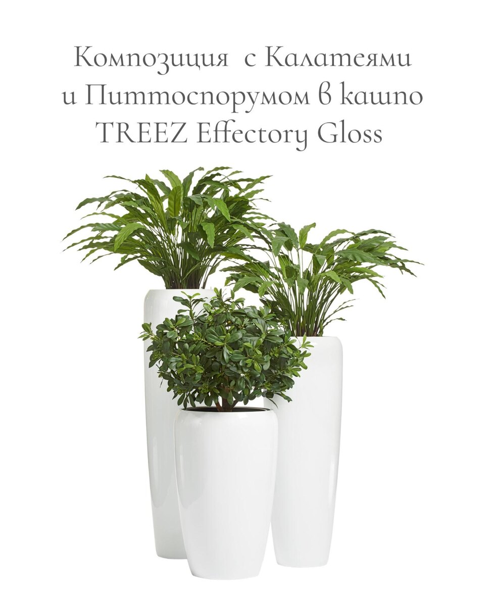 Кашпо и растения Treez Collection