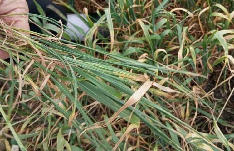    3 опасных вредителя начали развиваться на полях в ЛНР