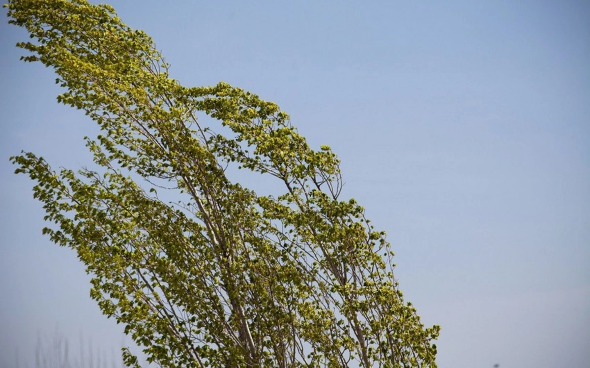 Объявлено желтое предупреждение в связи с ветреной погодой