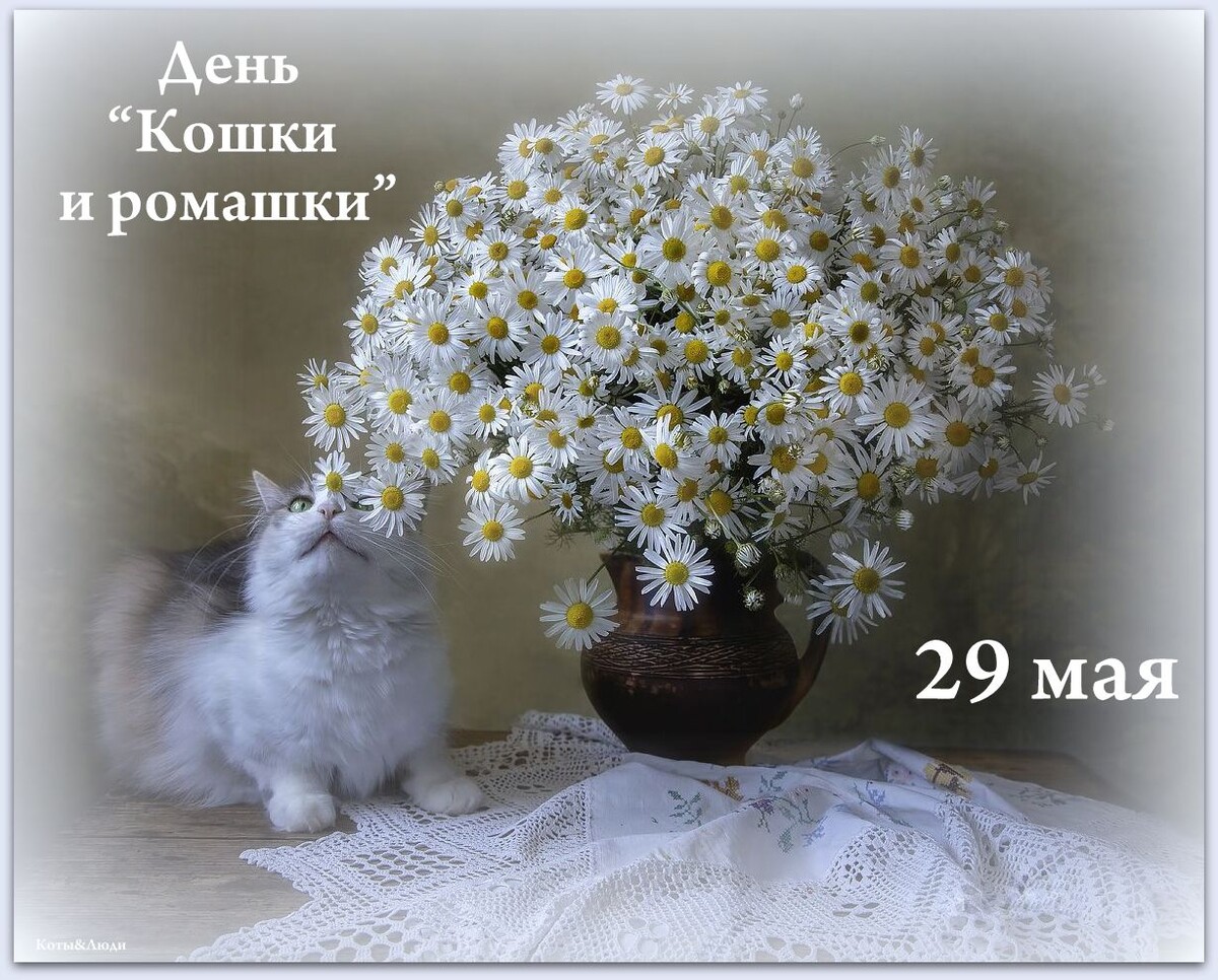 Коллаж автора. Использовано фото Ирины Приходько "Натюрморт с букетом ромашки и любопытной кошкой". Источник: https://en.35photo.pro/photo_9320502/