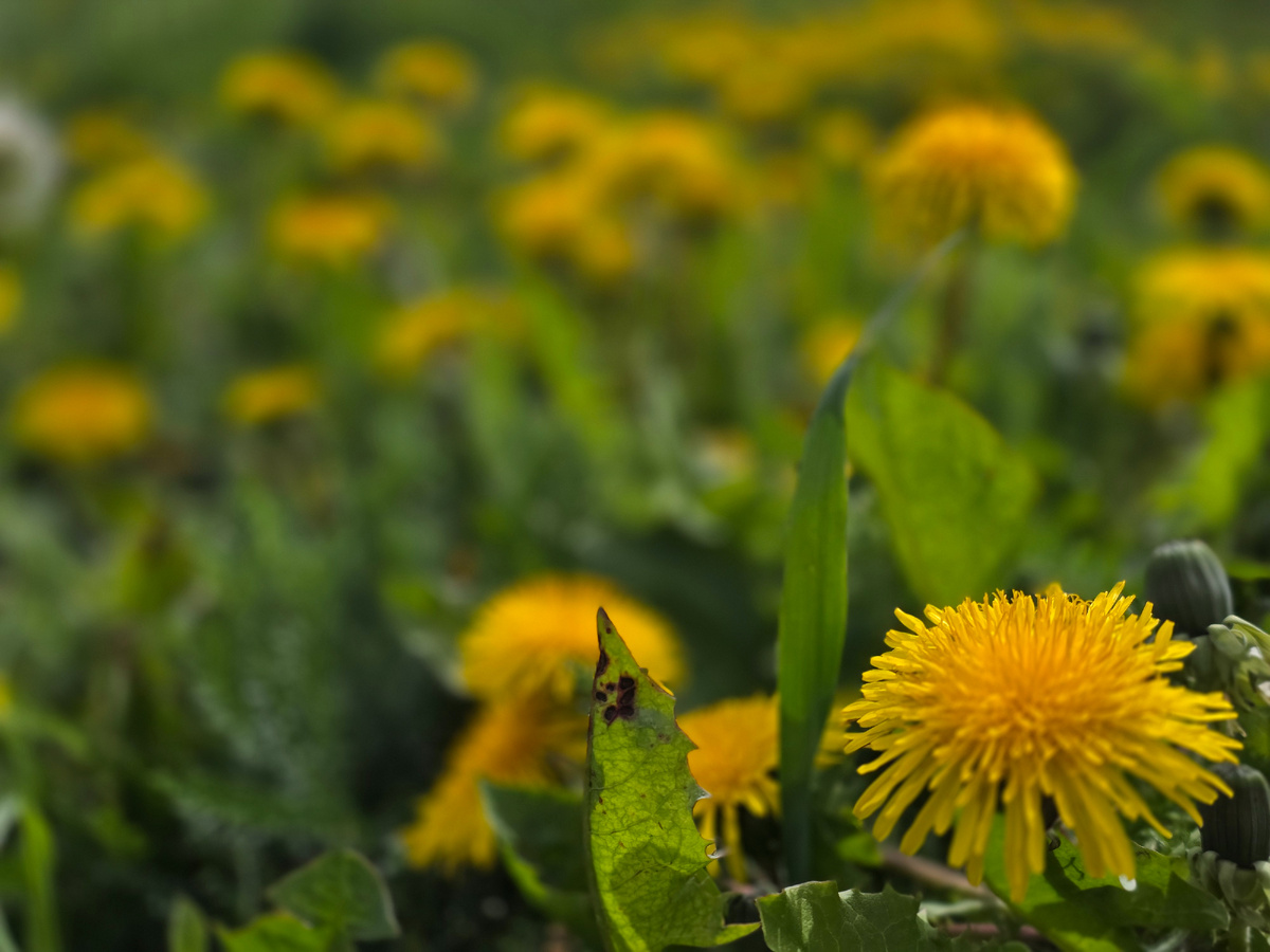 Автор фото я