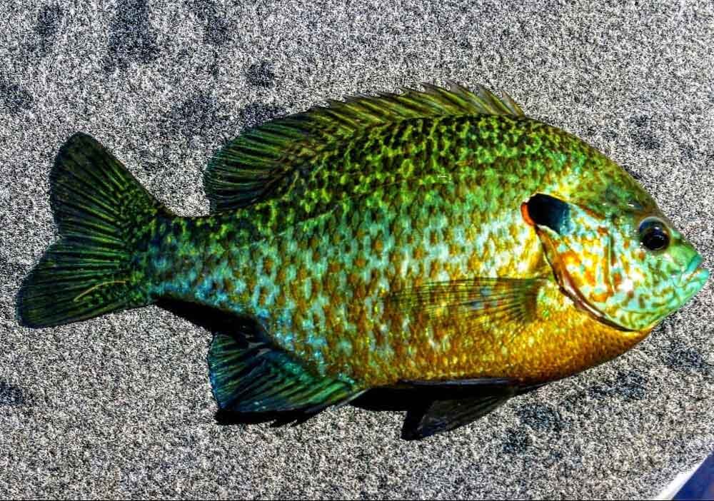 Этот хищник неероятно красив.