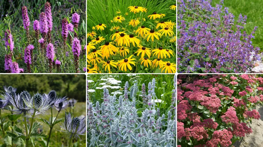 выносливые цветы для сада