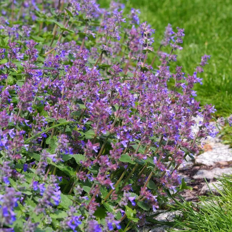 выносливые растения в саду