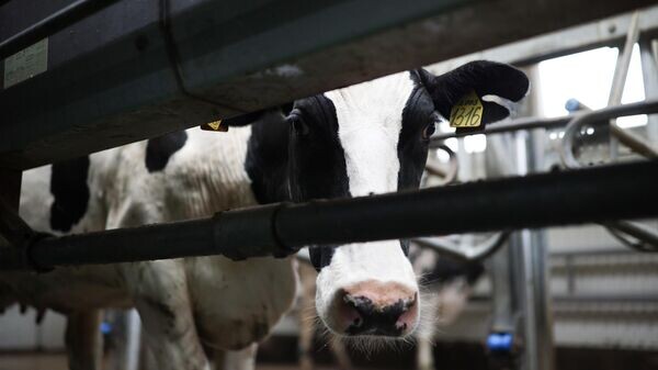    © Sputnik / Виталий Тимкив