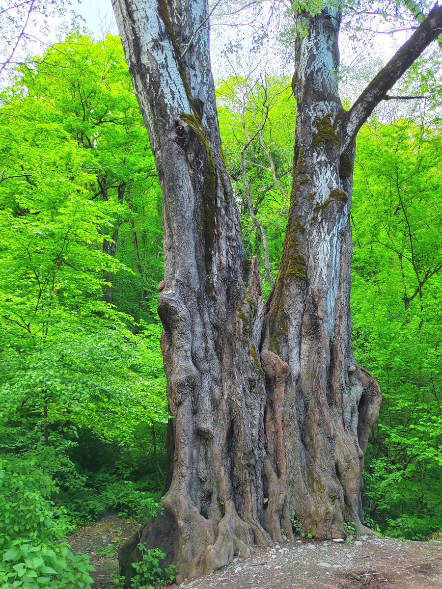 Необычное дерево, которое в народе прозвали "Адыгейский баобаб". Размеры впечатляют! Можно сравнить с настоящим африканским баобабом. Листайте -->>