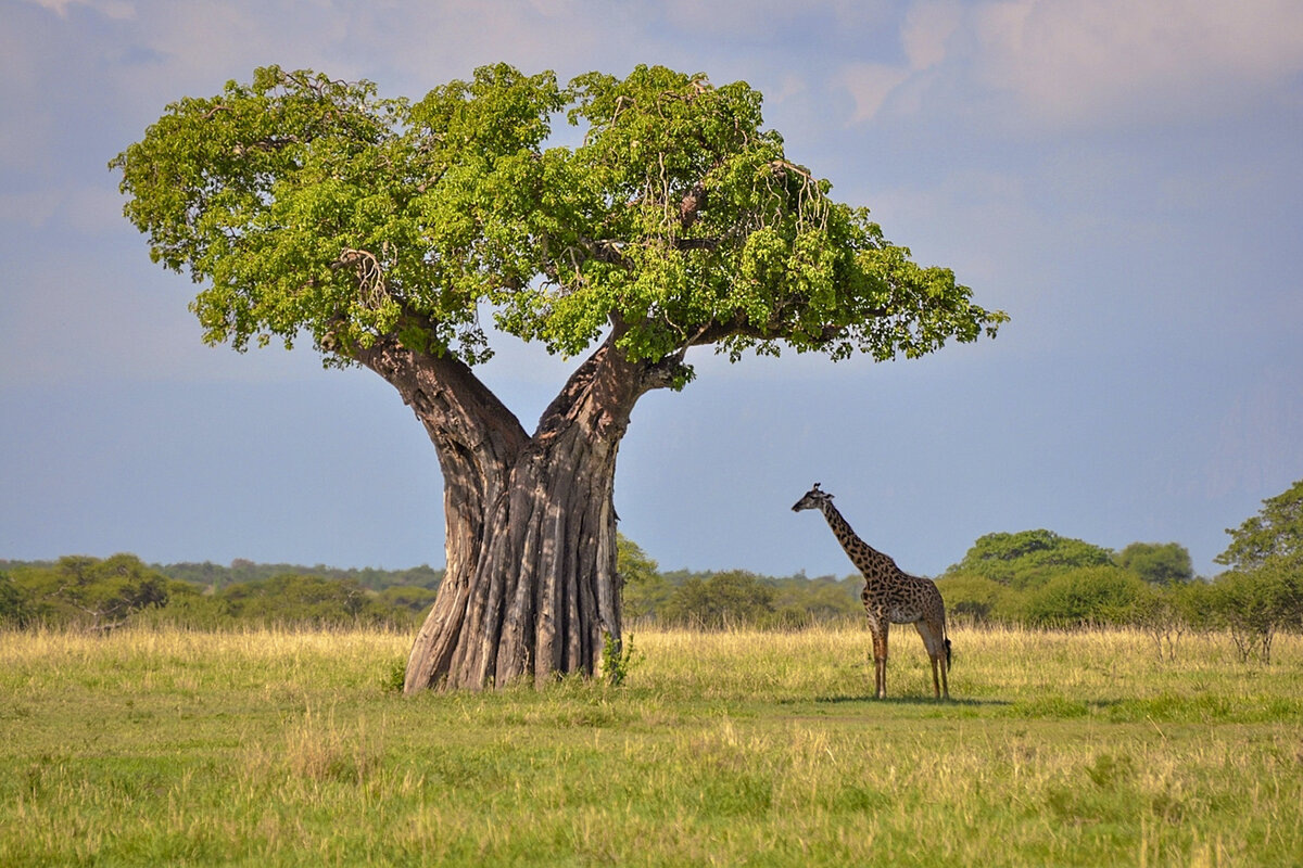Настоящий баобаб в Африке дял сравнения