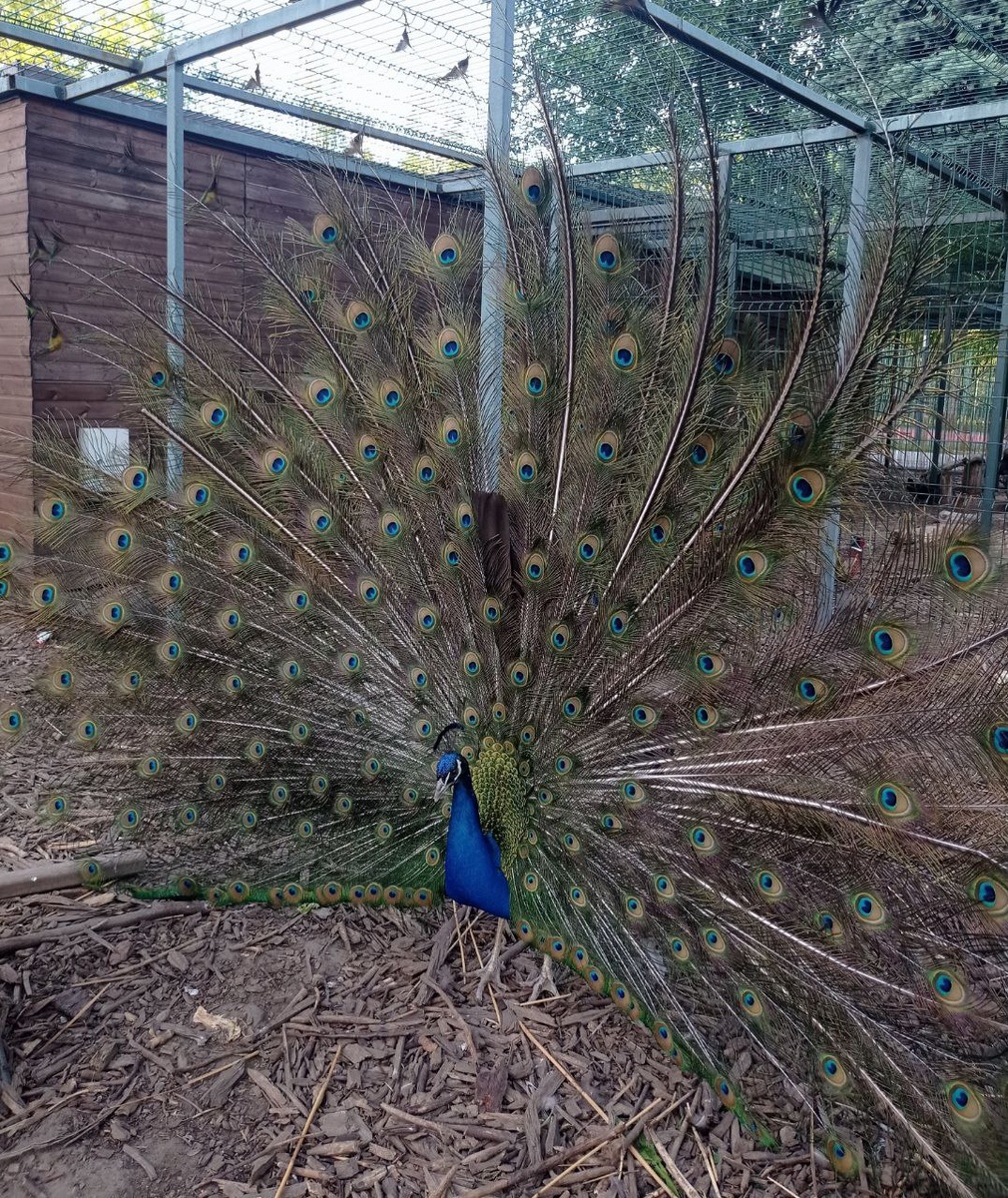 На фотке даже немного видно, что хвост в движении.