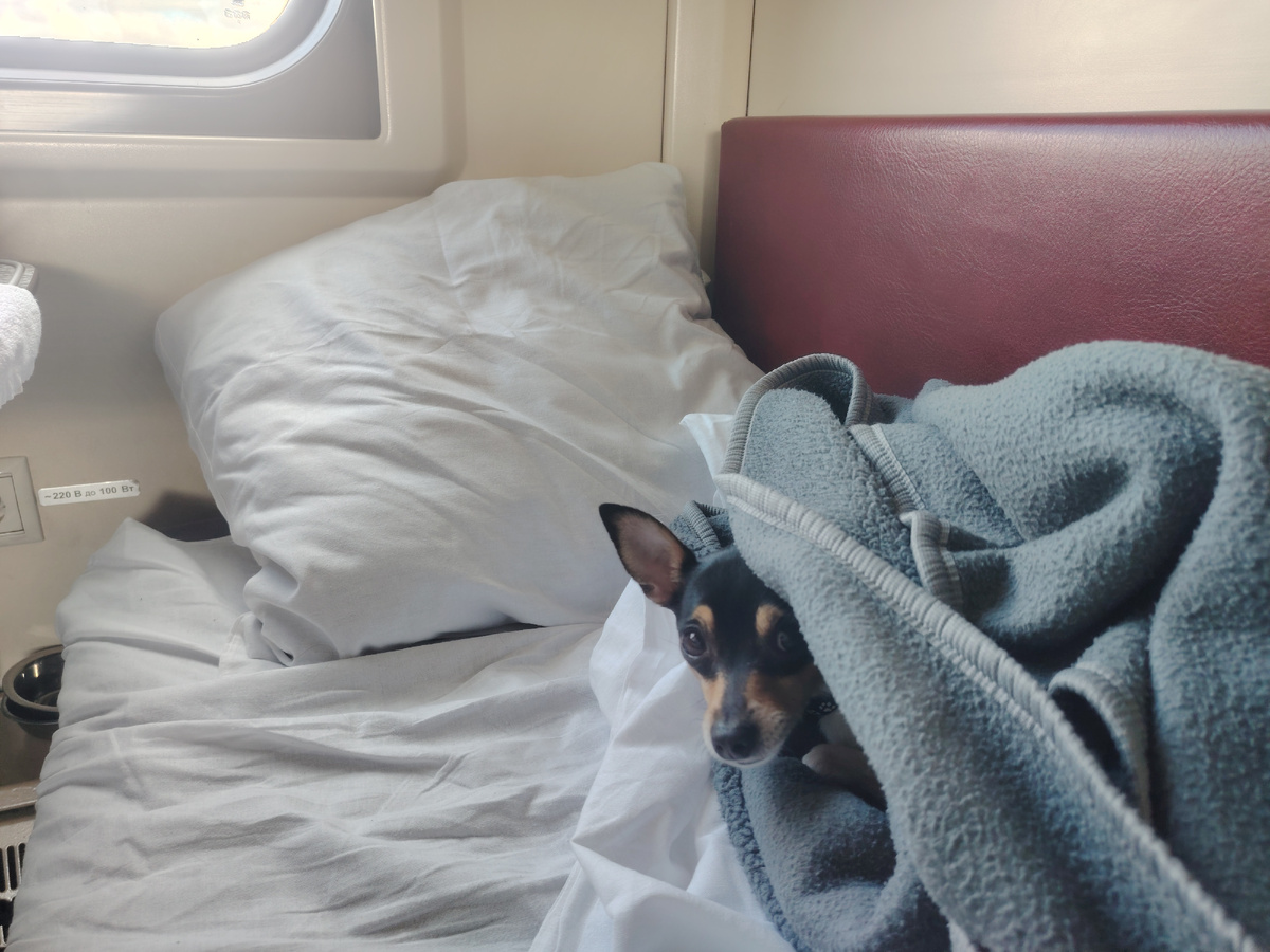 Любимое развлечение Джонни - заныкаться под одеяло