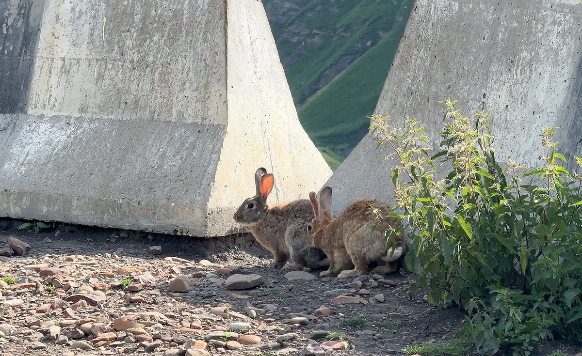 Кролики, притаившиеся у обочины дороги