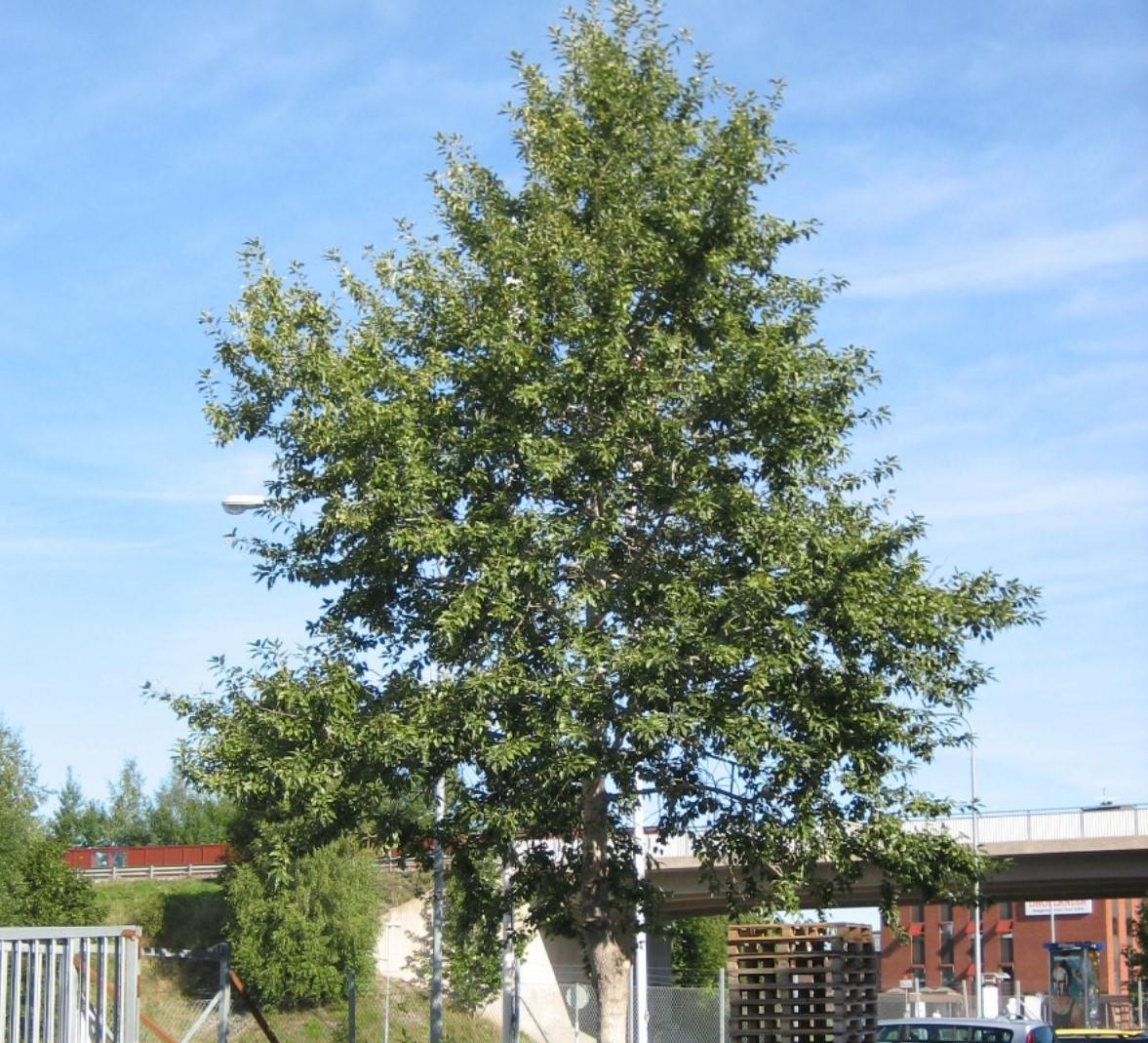 Тополь бальзамический в городе