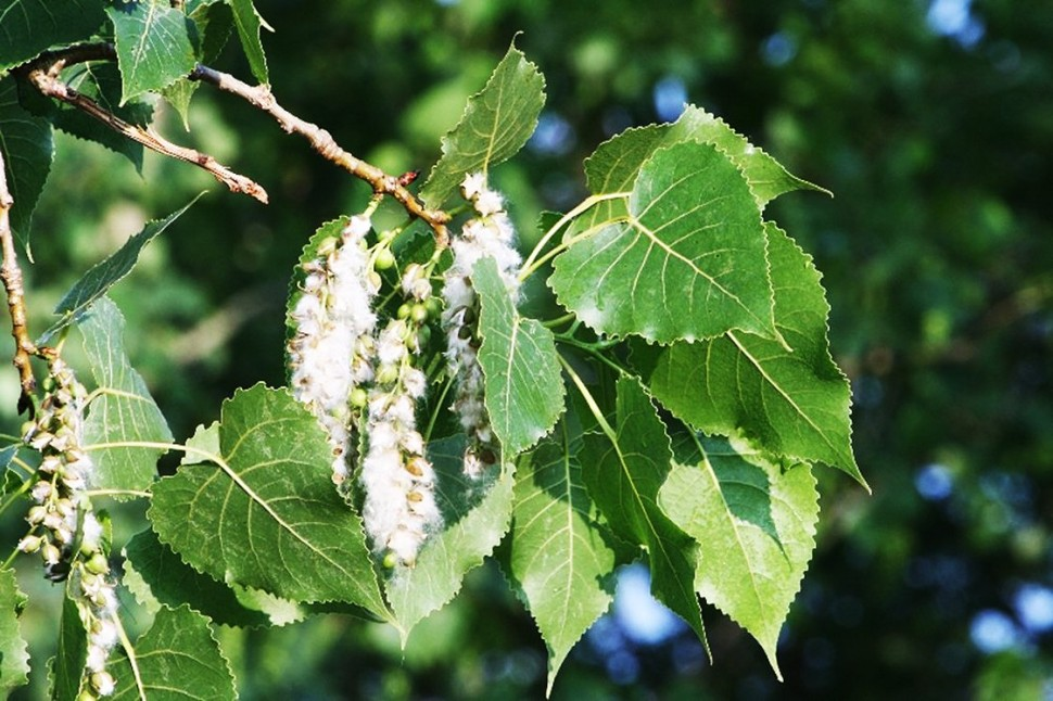 Листья тополя бальзамического