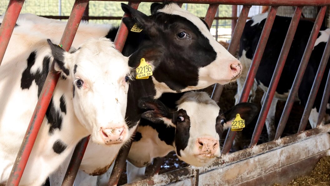    Фото: Elena Mayorova /Globallookpress