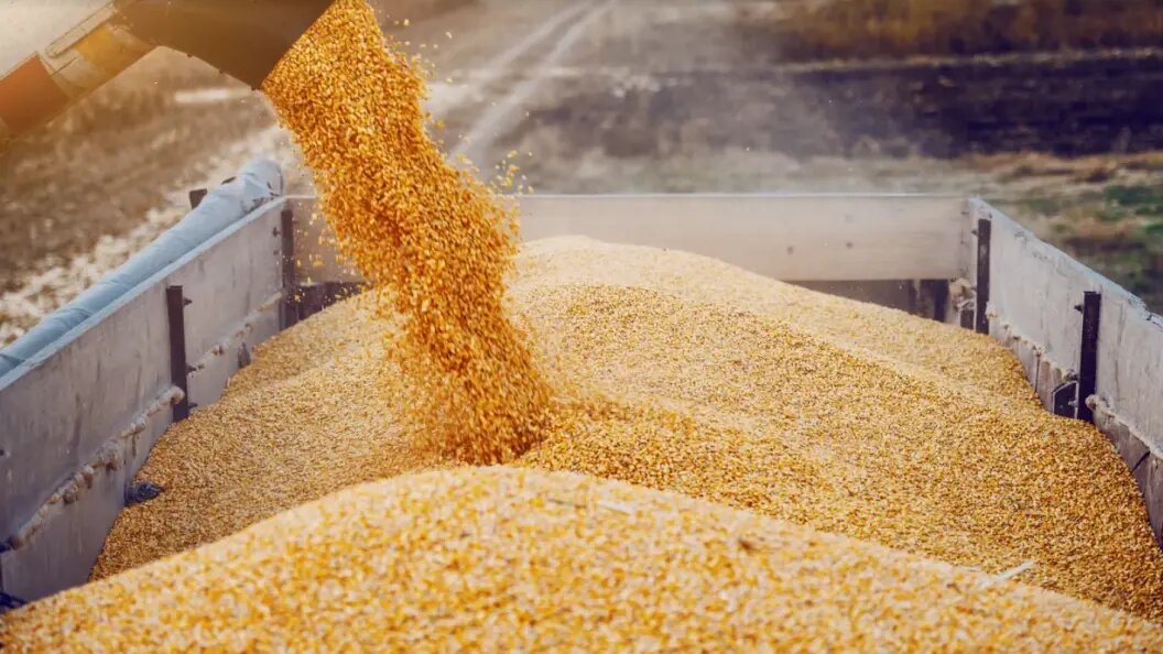    Фото: Dusan Petkovic/shutterstock