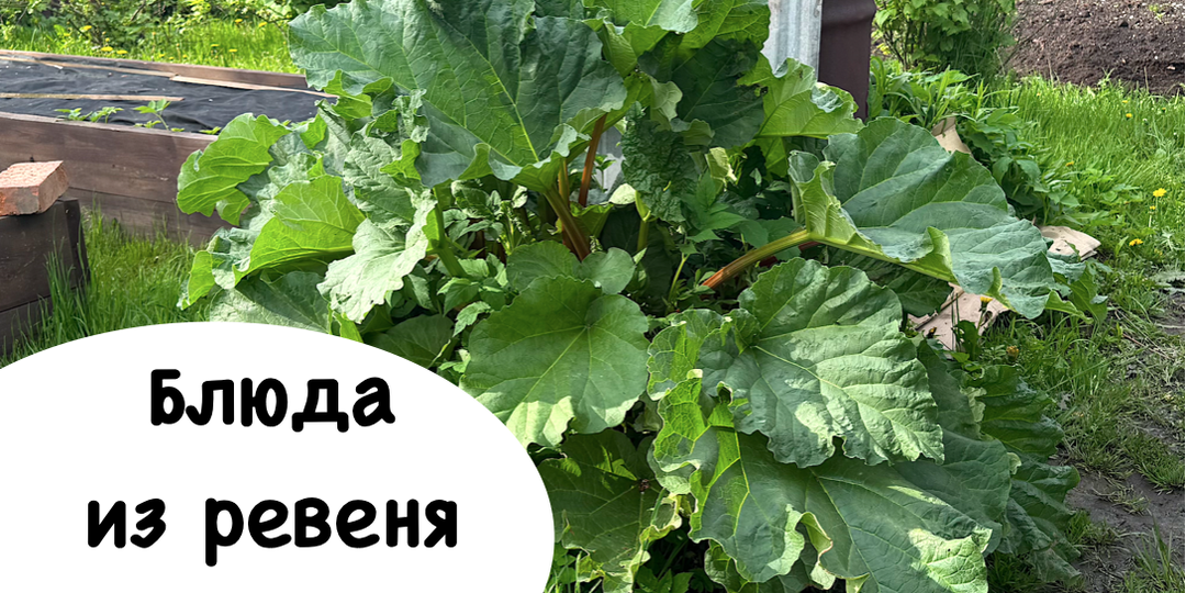 Что приготовить из ревеня: от голубцов до варенья за один сезон