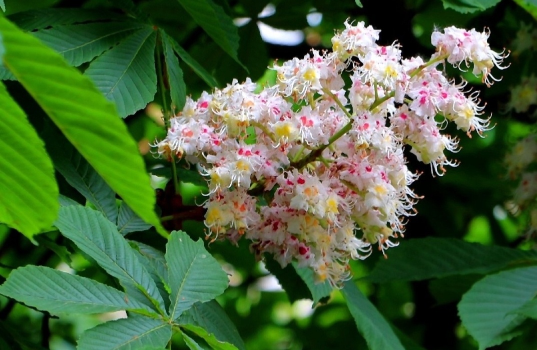 Каштан цветёт