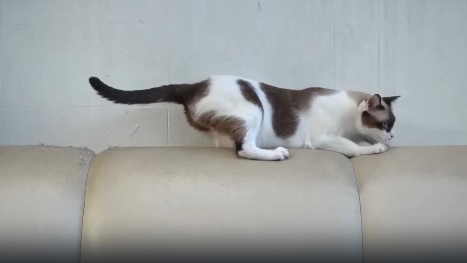 Фото: © Кадр из программы "Купи-продай", РЕН ТВ