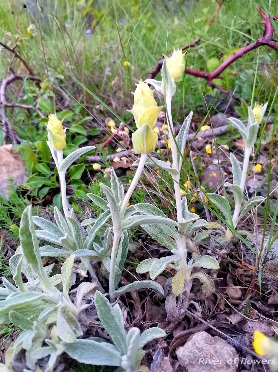 Железница крымская