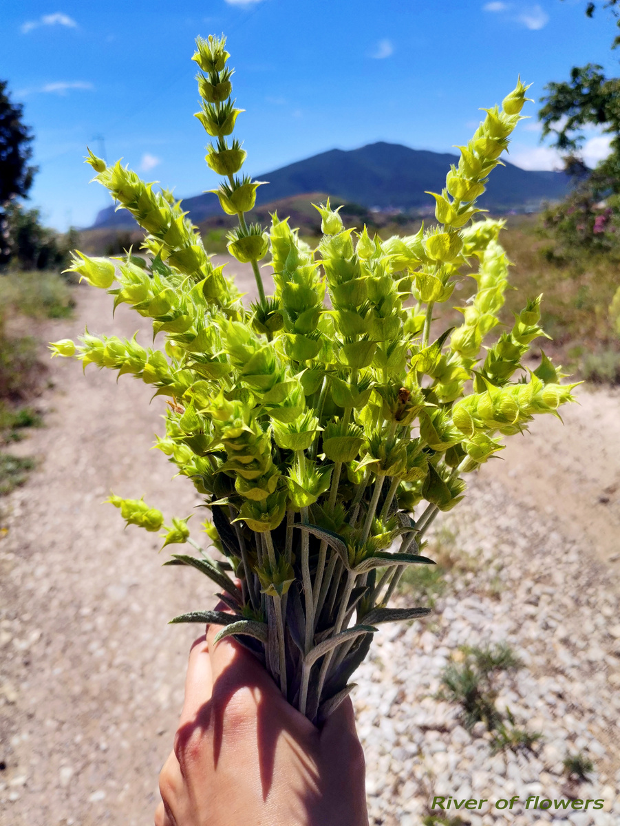 Железница крымская