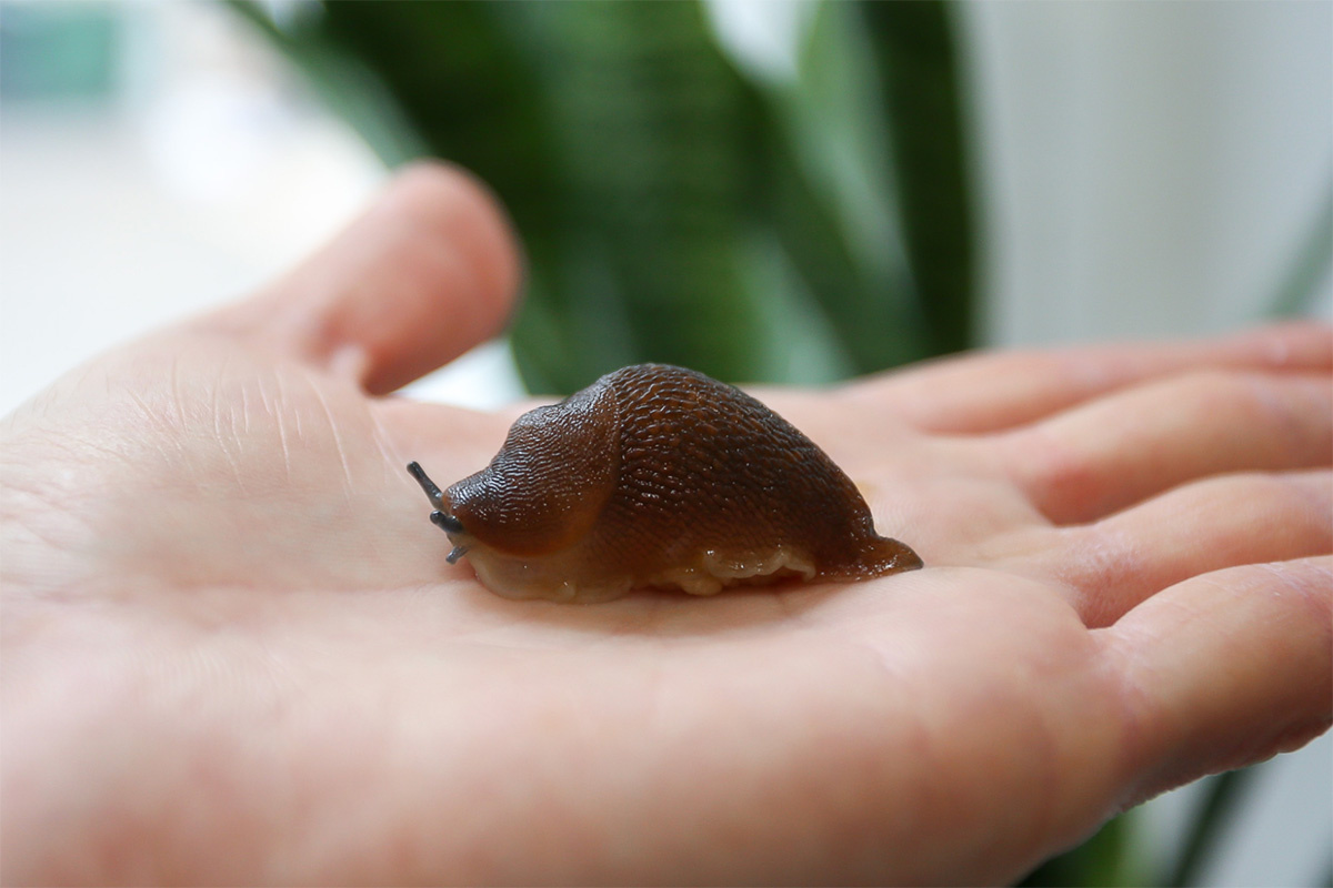 Биологический институт Томского госуниверситета (ТГУ)📷Рыжий слизень
