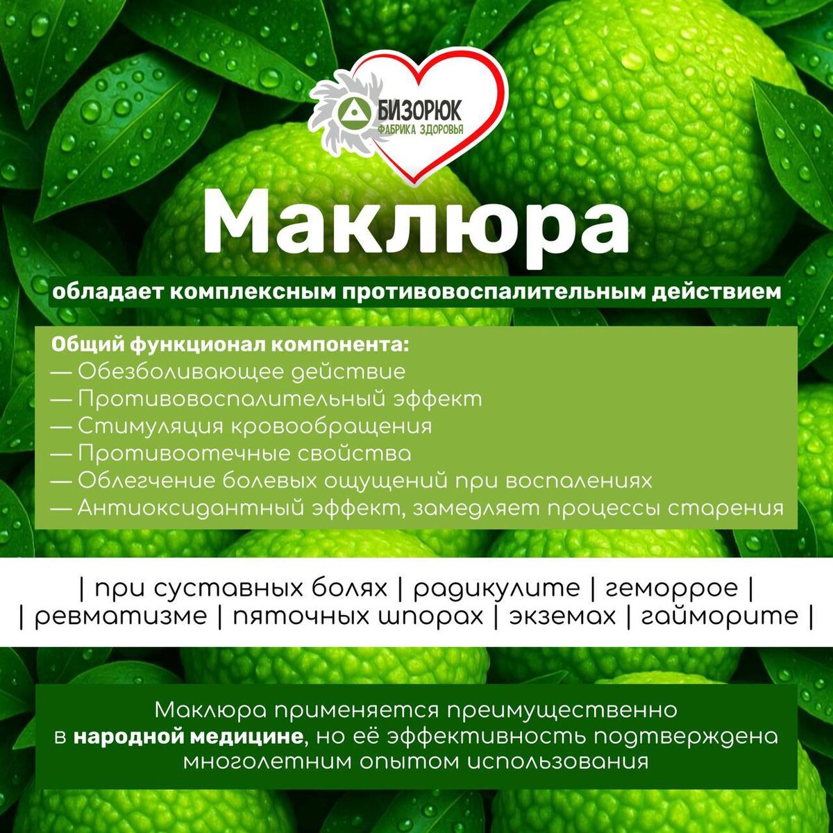 Польза маклюры