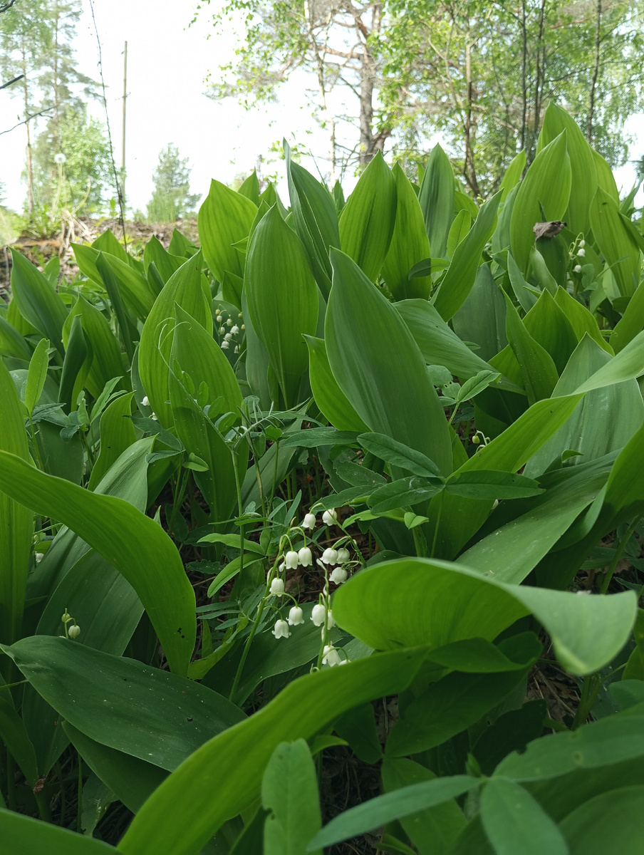 Первые ландыши, как же они прекрасны 