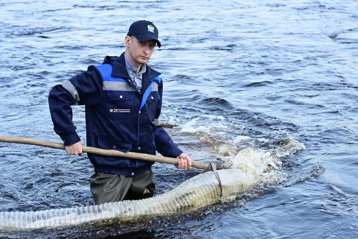    Выпуск молоди лосося в реку Шуя. Фото: "Республика"/ Сергей Юдин