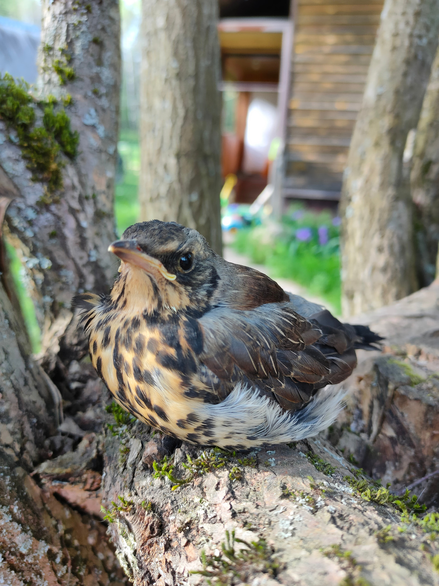 Наш дрозденок