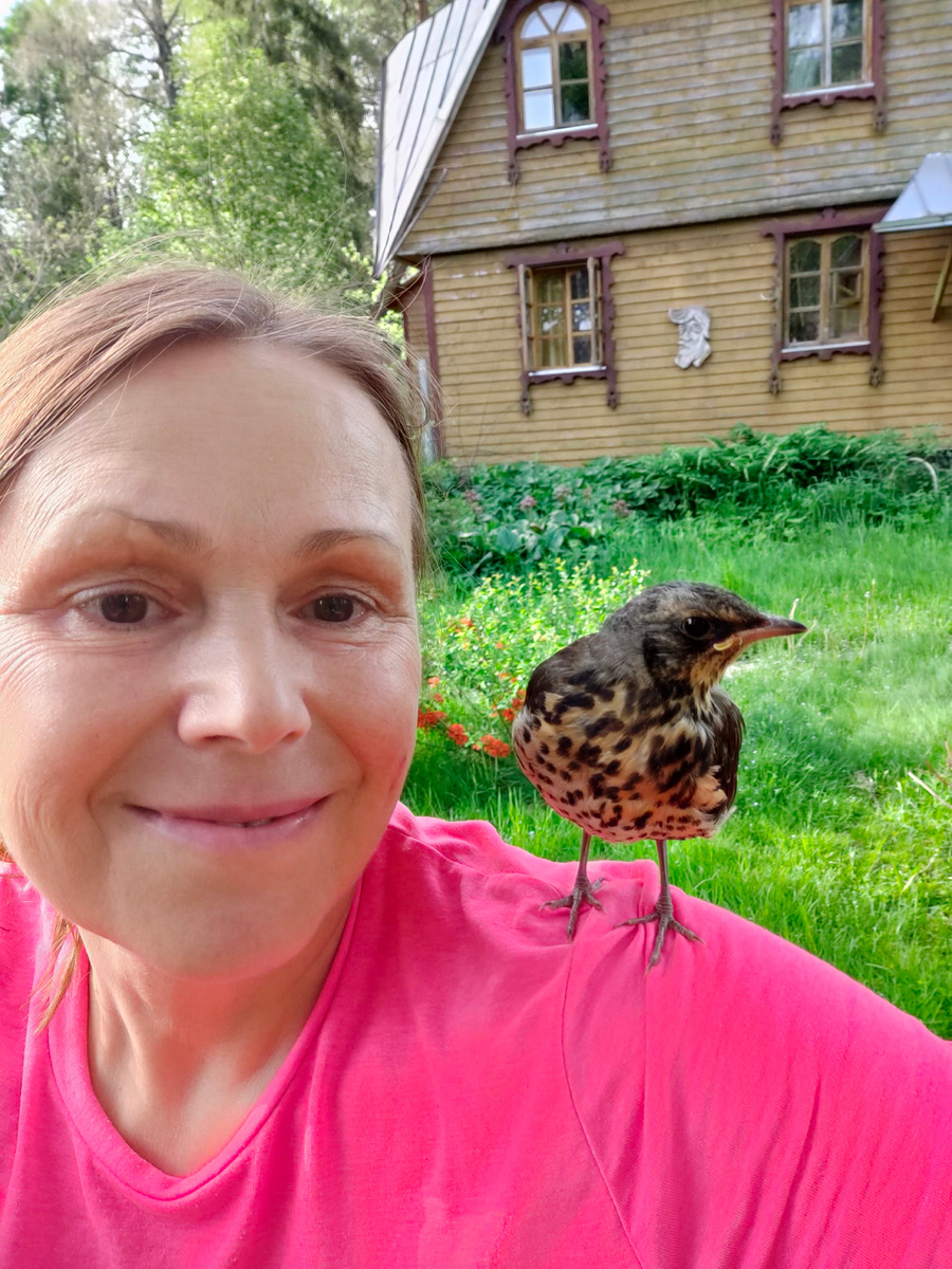 Ручной дрозденок