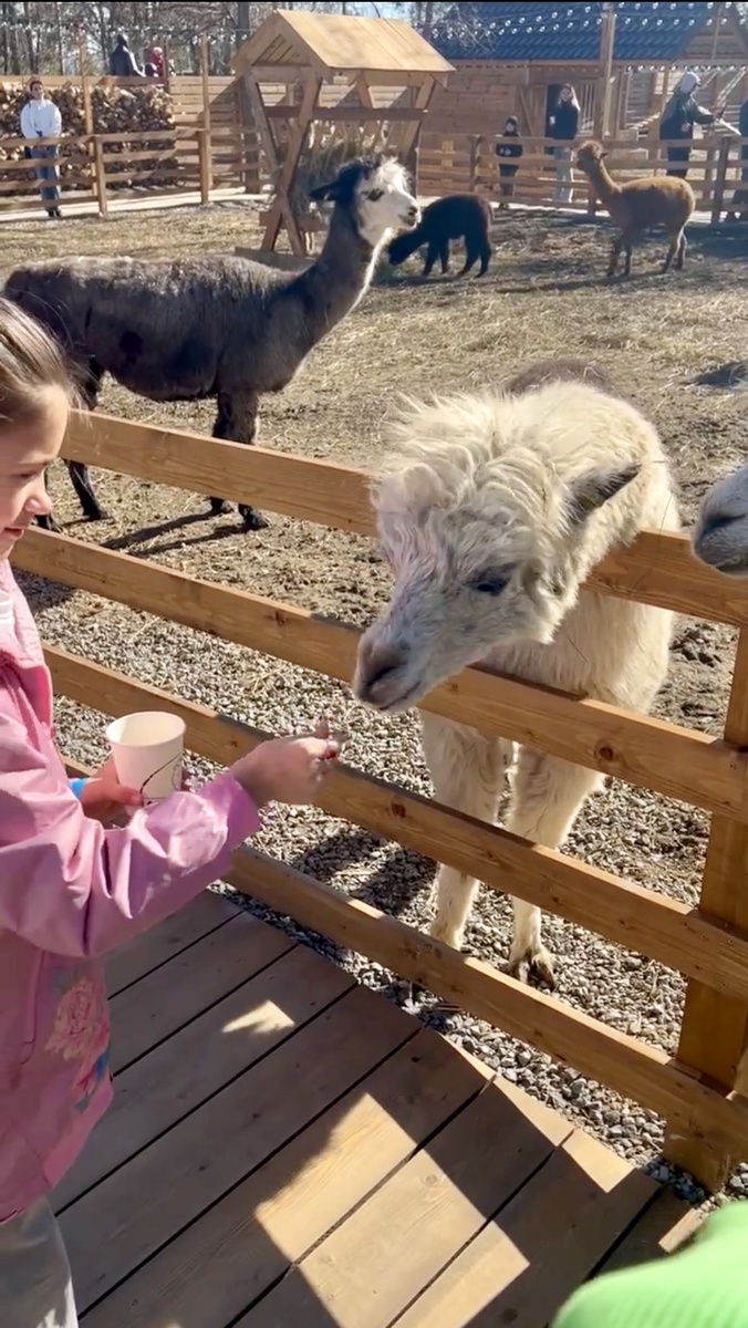 Парк альпак. Фото автора 