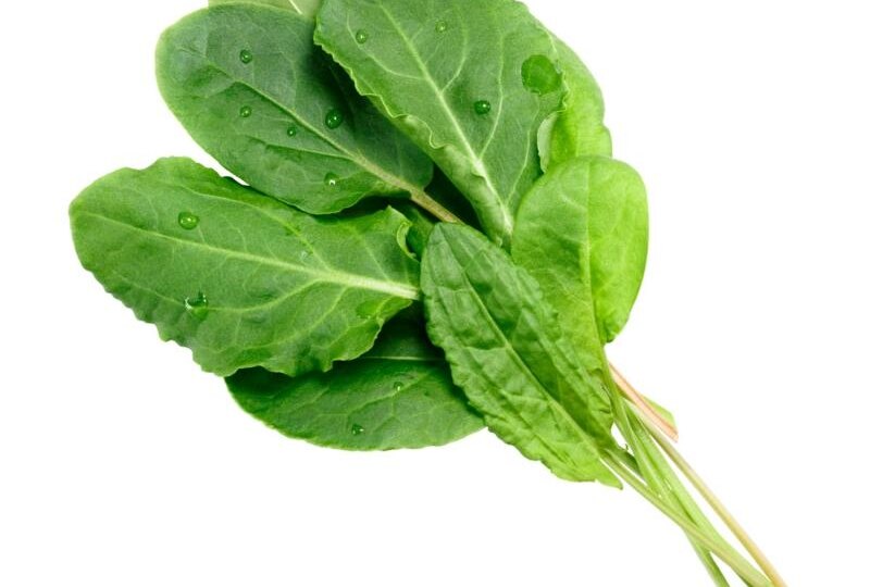 Щавель, полезные свойства