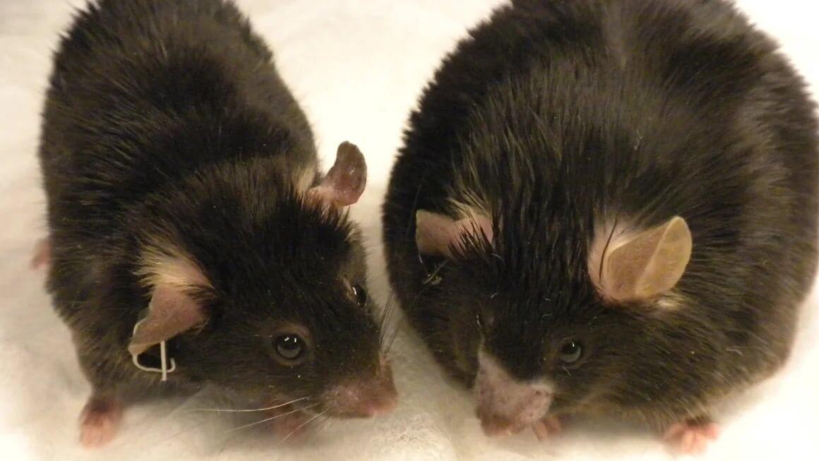    Стимуляция определенных нейронов в мозге у мышей устранила побочный эффект «Оземпика» / © University of Michigan/CNN