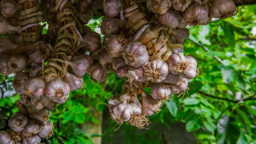 Результат после применения калийной подкормки 