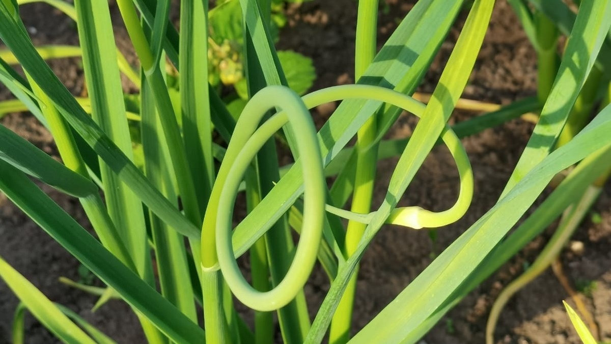 Появление стрелок