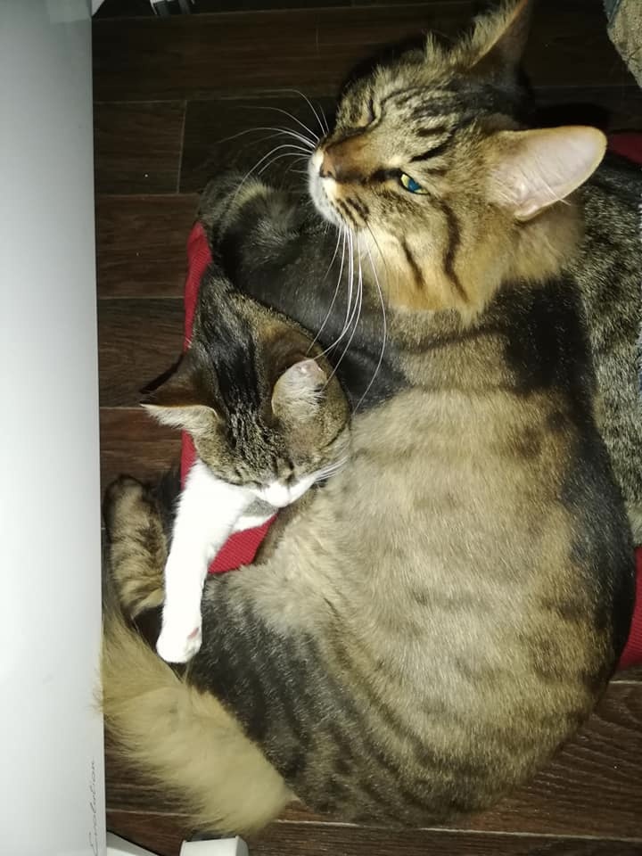 Со средним котом