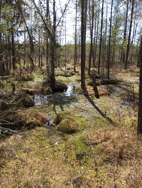 Фото для вдохновения, это весна в тайге. но речь пойдет не о ней.